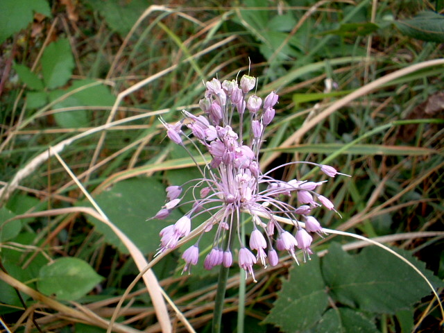 Allium carinatum, scabiosa sp. e ?